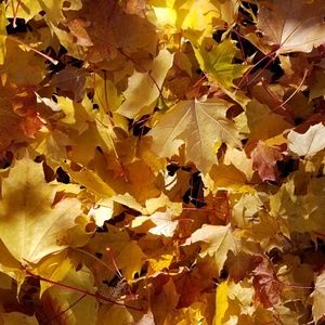 Meet your Posher, Genette